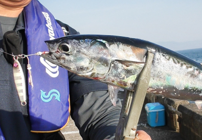 ショアジギングでも釣果多数