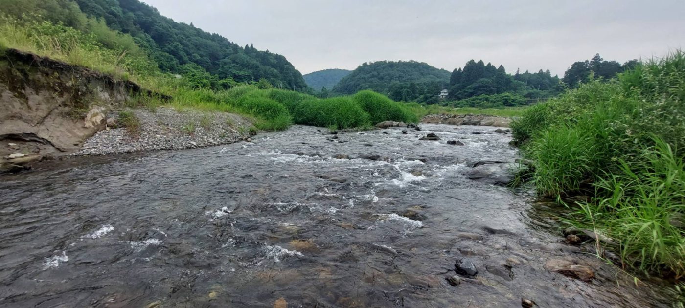 鮎(最大18㎝：11匹)