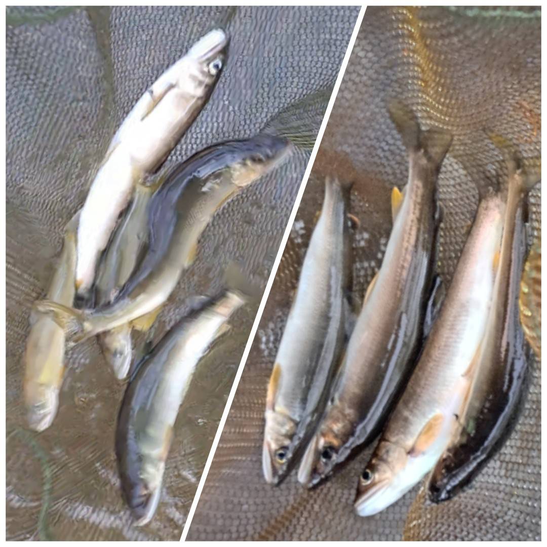 アユ(最大17㎝を9匹）2名の釣果