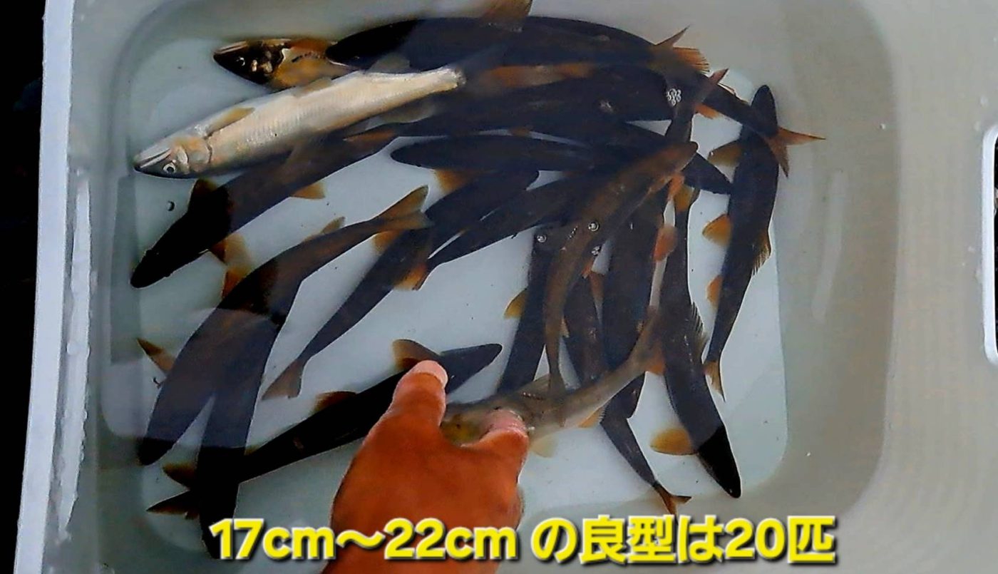 鮎(最大22㎝を100匹)17㎝以上は20匹