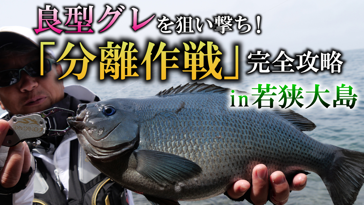 【磯釣り】良型グレを狙い撃ち！「分離作戦」で若狭大島を完全攻略！