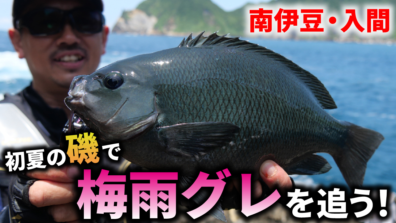 【磯釣り】強い魚も続々登場！？初夏の磯で梅雨グレを追う！in南伊豆・入間